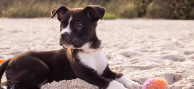Chiot couché sur la plage
