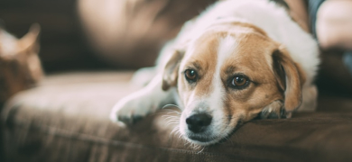 Chien couché sur canapé